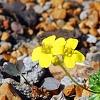 Draba rigida, habit