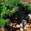 Draba rigida, habit