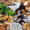 Draba rigida, habit