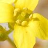 Draba rigida, flowers