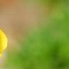 Draba rigida, flowers