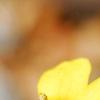 Draba rigida, flowers