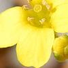 Draba rigida, flowers