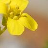 Draba rigida, flowers