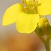 Draba rigida, flowers