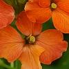 Erysimum 'Apricot Twist', flowers