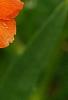 Erysimum 'Apricot Twist', flowers