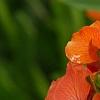 Erysimum 'Apricot Twist', flowers