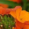 Erysimum 'Apricot Twist', flowers