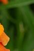 Erysimum 'Apricot Twist', flowers