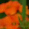 Erysimum 'Apricot Twist', flowers