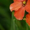 Erysimum 'Apricot Twist', flowers