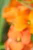 Erysimum 'Apricot Twist', flowers