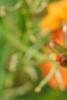 Erysimum 'Apricot Twist', flowers