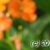 Erysimum 'Apricot Twist', flowers