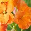 Erysimum 'Apricot Twist', flowers