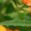 Erysimum 'Apricot Twist', flowers