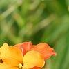 Erysimum 'Apricot Twist', flowers