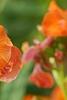 Erysimum 'Apricot Twist', flowers