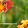 Erysimum 'Apricot Twist', flowers