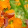 Erysimum 'Apricot Twist', flowers