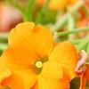 Erysimum 'Apricot Twist', flowers