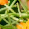Erysimum 'Apricot Twist', flowers