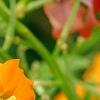 Erysimum 'Apricot Twist', flowers