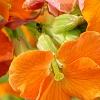 Erysimum 'Apricot Twist', flowers
