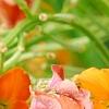 Erysimum 'Apricot Twist', flowers