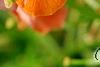Erysimum 'Apricot Twist', flowers