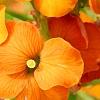 Erysimum 'Apricot Twist', flowers