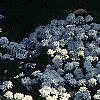 Iberis sempervirens, habit