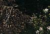 Iberis sempervirens, habit