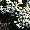 Iberis sempervirens, habit