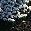 Iberis sempervirens, habit
