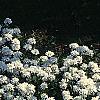 Iberis sempervirens, habit