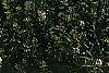 Iberis sempervirens, habit