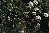 Iberis sempervirens, habit