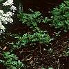 Iberis sempervirens, habit