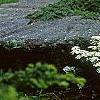 Iberis sempervirens, habit