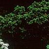 Iberis sempervirens, habit