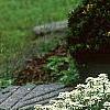 Iberis sempervirens, habit