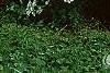 Iberis sempervirens, habit