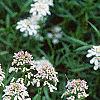 Iberis sempervirens, flowers