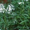 Iberis sempervirens, flowers