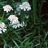Iberis sempervirens, flowers
