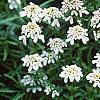 Iberis sempervirens, flowers