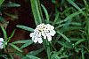 Iberis sempervirens, flowers