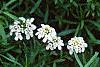 Iberis sempervirens, flowers